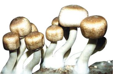 Agaricus