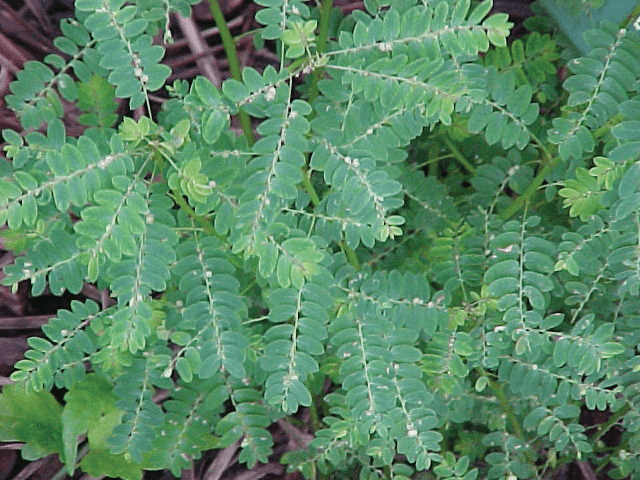 Chanca Piedra