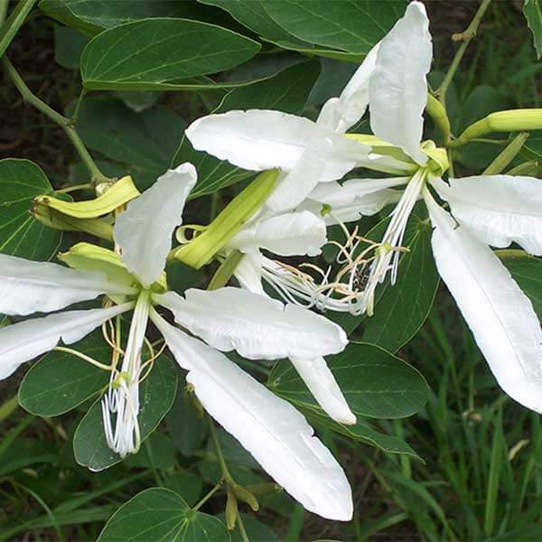 Pata de Vaca