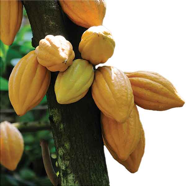 Cacao