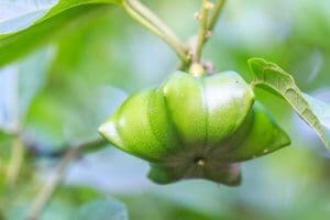 Sacha-Inchi peanut, fresh capsule seeds fruit of sacha-Inchi pea